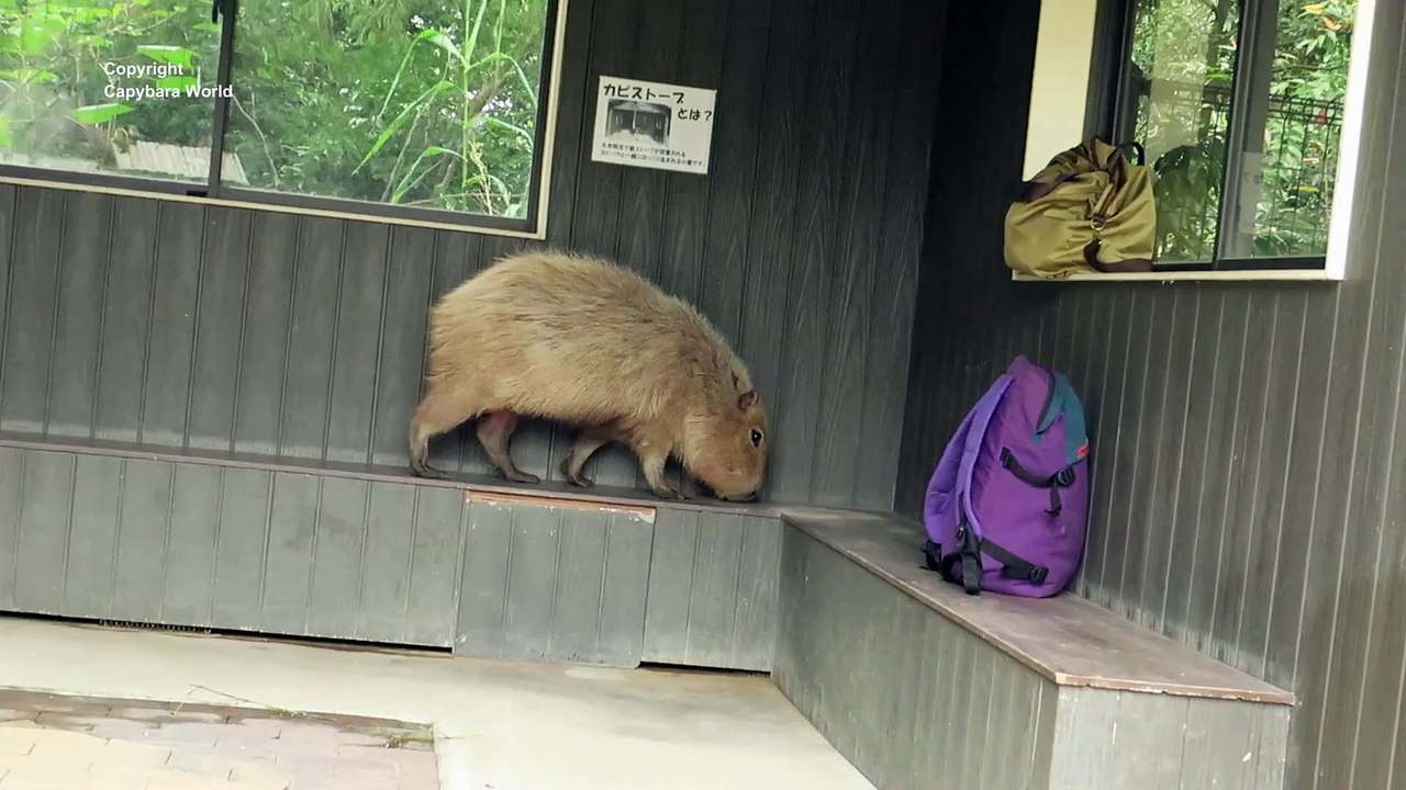 Choco Capybara Says "I am Innocent "