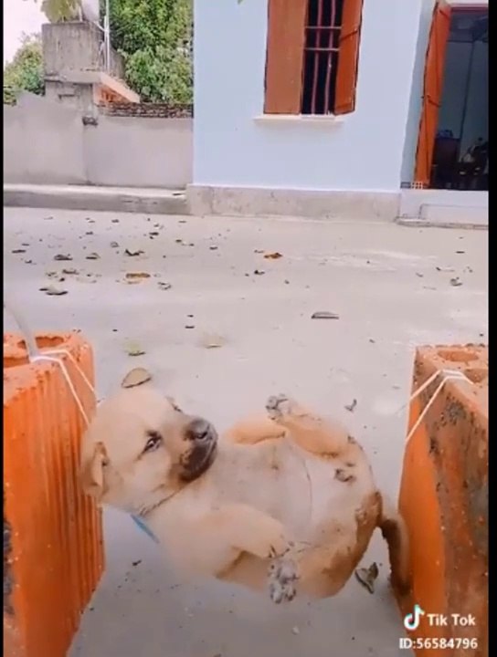I'm a Stupid Dog!
