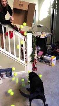 Un chien reçoit comme cadeau de Noël des balles de tennis