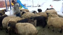 Çiftçilerin kış çilesi...Saman çuvallarını sırtlarında taşıyan köylüler, yavru kuzuları da kendi elleriyle biberonla besliyorlar