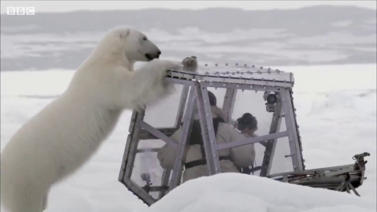 Un journaliste de la BBC attaqué par un ours polaire.