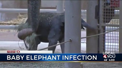 Baby Elephant Dies at Columbus Zoo