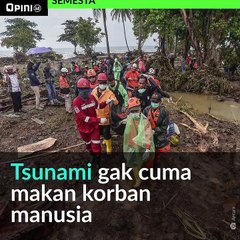 #1MENIT | Satwa Juga Jadi Korban Tsunami