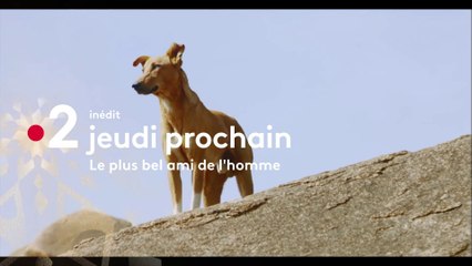 [BA 1] Le plus bel ami de l’homme - 3/01/2019