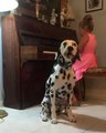 Dog Sings Along as Little Girl Plays Piano