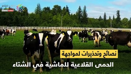 فيديو معلوماتى.. نصائح وتحذيرات لمواجهة الحمى القلاعية للماشية في الشتاء