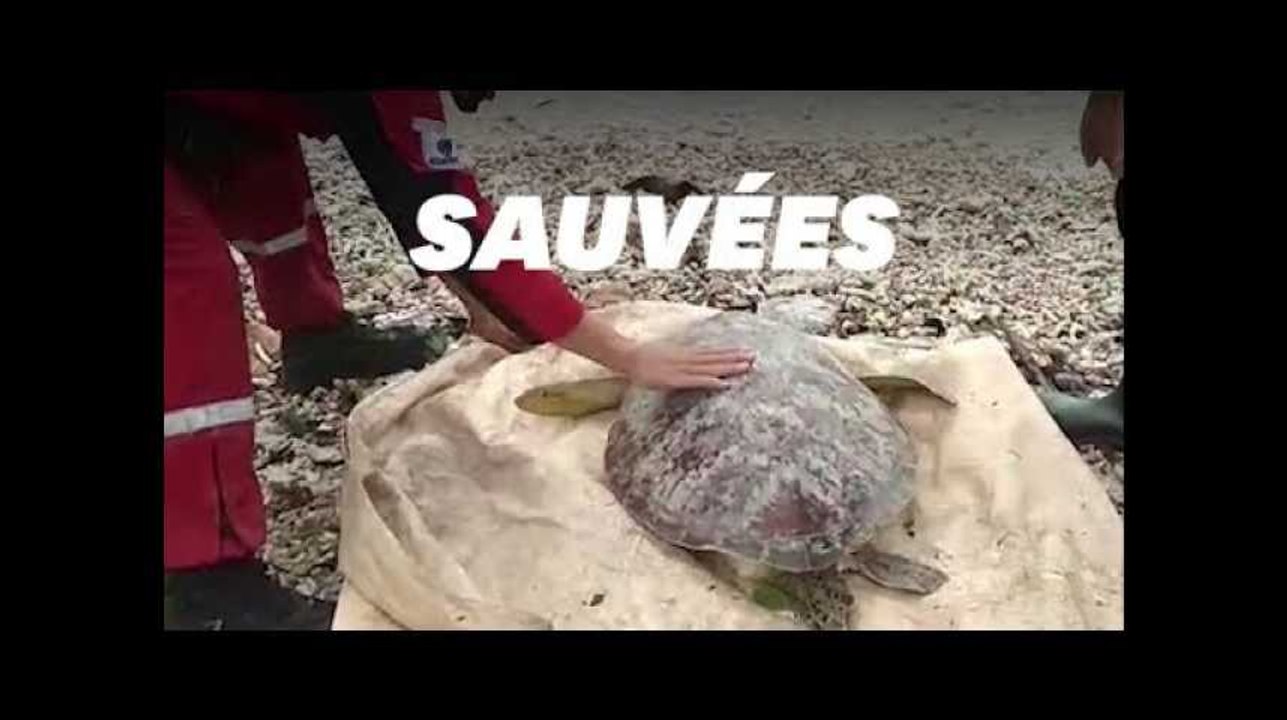En Indonésie, les secouristes viennent aussi en aide aux tortues