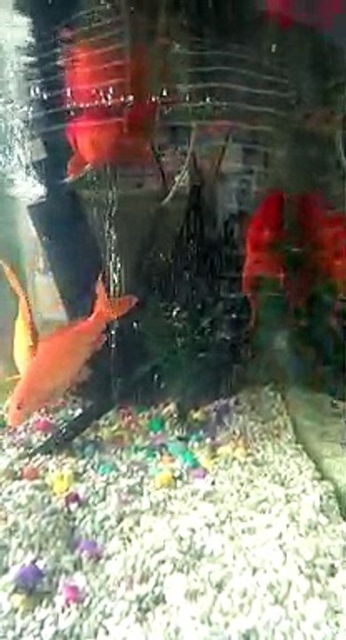 Fish swimming beautifully!!!