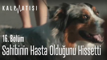 Köpek, sahibinin hasta olduğunu hissetti - Kalp Atışı 16. Bölüm