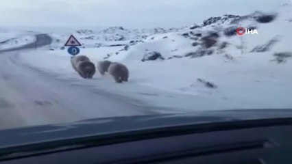 Yiyecek Bulamayan Ayılar Yola İndi