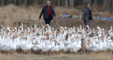 Çocukları İçin Aldığı İki Kaz Hayatını Değiştirdi! Artık Çok Para Kazanıyor