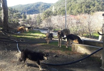 "Bu hayvanlar nasıl ölüyor" diye soruyorsunuz ya... İşte ortaya çıktı