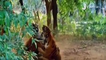 KİNG LİON vs CROCODİLE Real Fight ►► Tiger Leopard Boar Snake Hippo Rhino Lion   Wild Animal Attacks