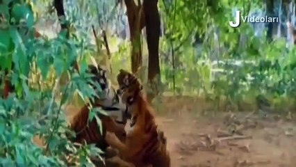 KİNG LİON vs CROCODİLE Real Fight ►► Tiger Leopard Boar Snake Hippo Rhino Lion   Wild Animal Attacks