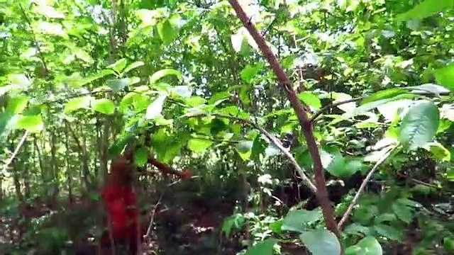 Primitive Technology find pig by deep hole trap in wild grilled pig eating delicious