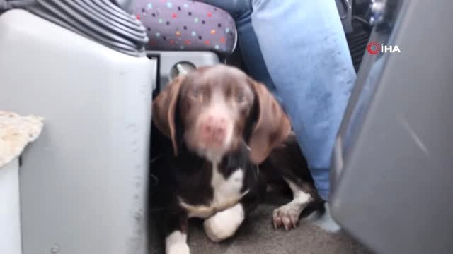 Soğuktan Üşüyen Köpek Dolmuşa Sığındı