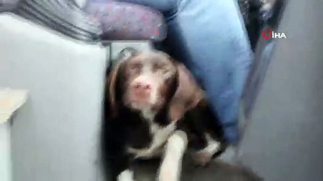 Soğuktan üşüyen köpek dolmuşa sığındı