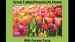How to grow Tulips Flowers Plant at Home | Tulips flowers kay podhay ko gher maiy kaisay ugaay, very easy tips |