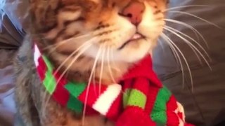 A holiday chat with a holiday cat ! Wishing you all a very Meowy Catmas with this Mango Brown classic . Sound On ”