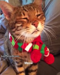 A holiday chat with a holiday cat ! Wishing you all a very Meowy Catmas with this Mango Brown classic . Sound On ”