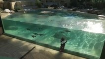 Gefährdete Afrikanische Pinguine ziehen in römischen Zoo um