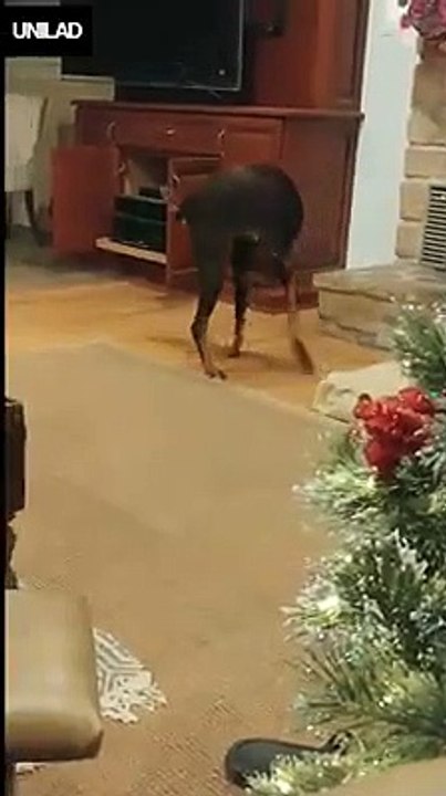 "I leave him alone for two minutes..." 