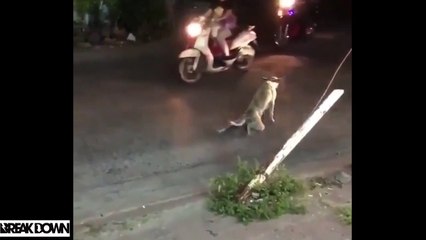 IF YOU LAUGH, YOU LOSE Funniest Animal Compilation 2017 - Funny Pet Videos .