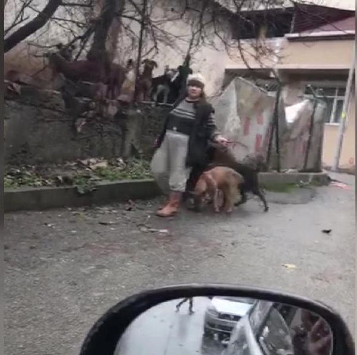 Mahallede Korku Saçıyorlardı: Köpekler Toplandı, Sahibi Gözaltına Alındı - Dailymotion Video