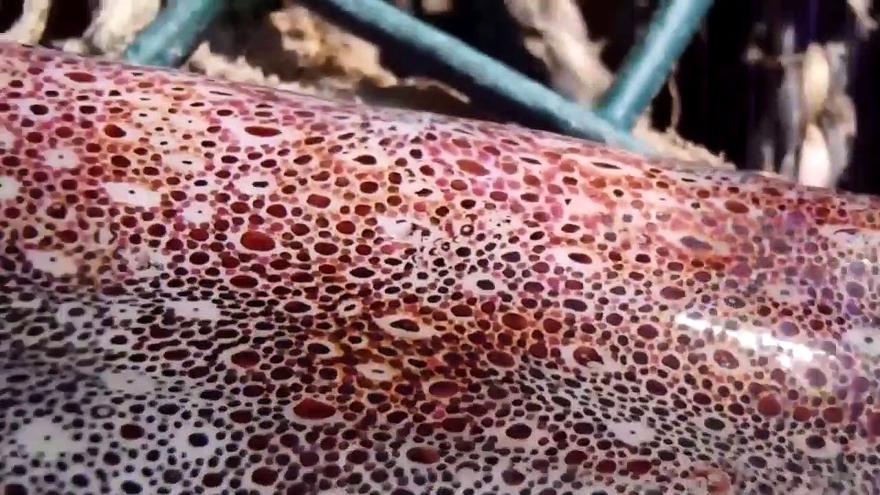 Pourtant mort, la peau de ce calamar change de couleur et c'est très impressionnant à voir en gros plan