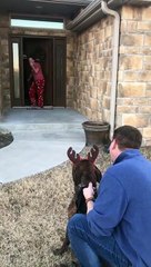 Pais surpreendem filha ao adotarem seu cachorro favorito do abrigo onde é voluntária