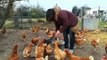 Monteux : elle vole au secours des poules destinées à l'abattoir