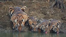 Inde : une maman tigre et ses trois petits boivent au bord d'un point d'eau