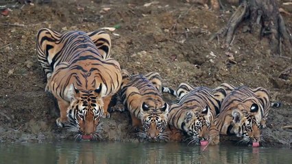 Download Video: Inde : une maman tigre et ses trois petits boivent au bord d'un point d'eau