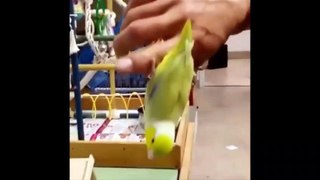 Funny Parrots and Cute Birds Compilation #7