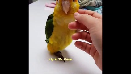 Funny Parrots and Cute Birds Compilation #25 - 2018