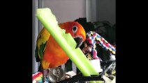 Funny Parrots and Cute Birds Compilation #24