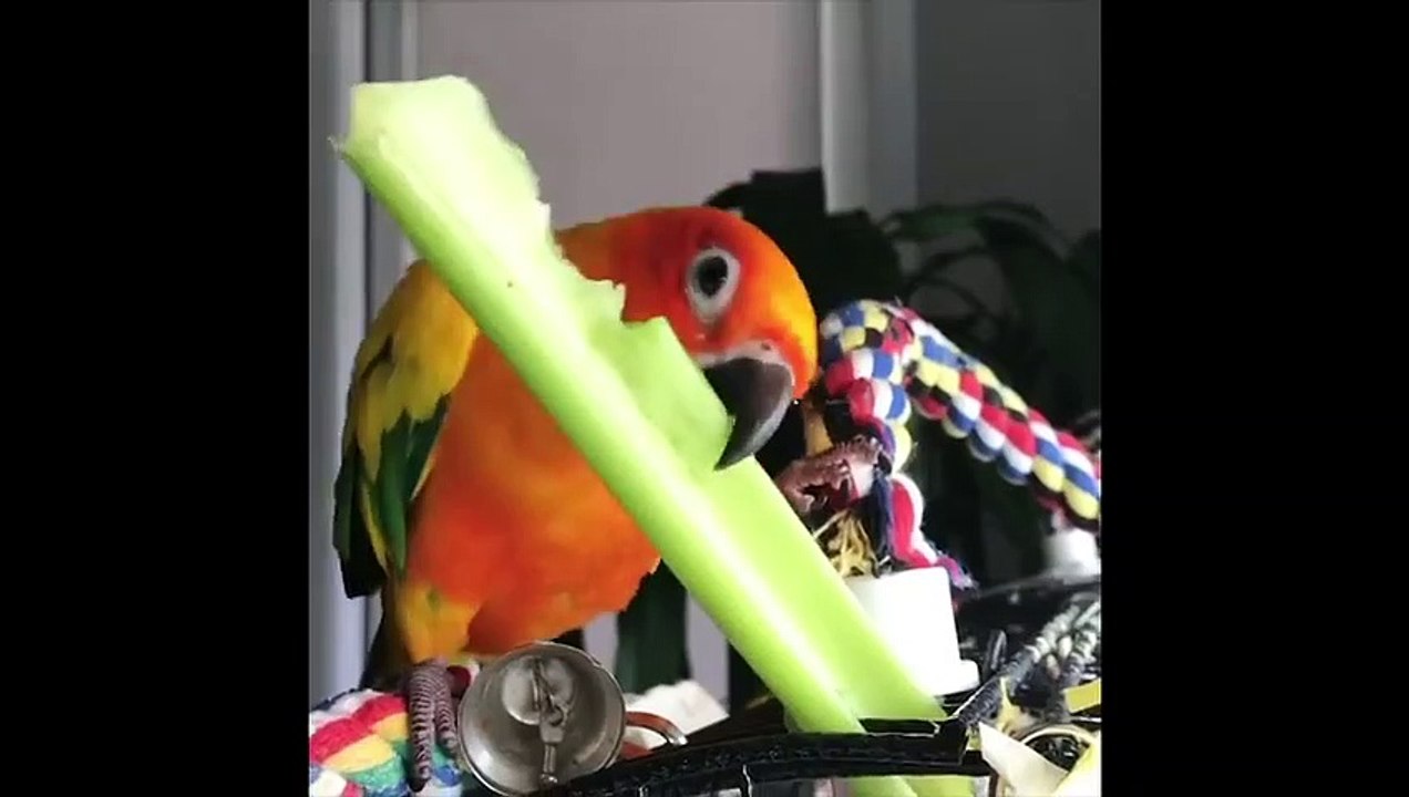 Funny Parrots and Cute Birds Compilation #24