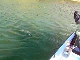 Pêche dans le rio ebro, Guide Julien Foucher