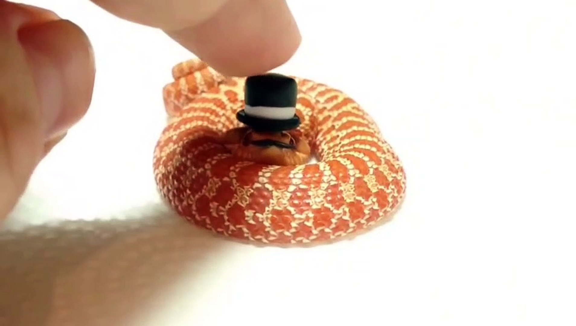 Ce Petit Serpent Avec Son Chapeau Est Trop Mignon Video Dailymotion