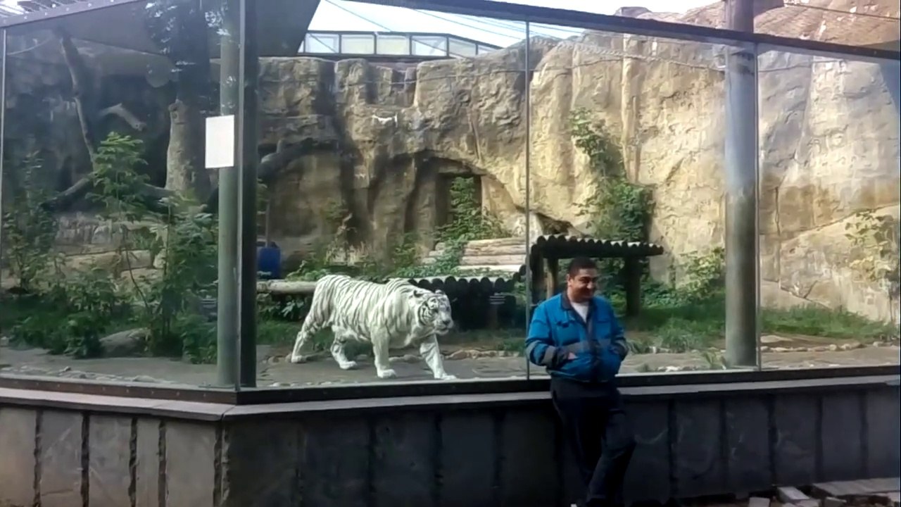 Ce tigre blanc a bien envie de croquer ce touriste