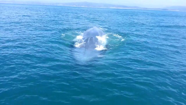 Belle rencontre avec une baleine bleue à Dana Point