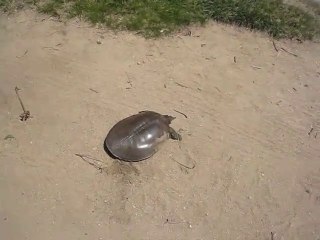 La preuve qu'une tortue ça peut etre super rapide