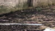 Texas rancher stumbles upon dozens of venomous snakes