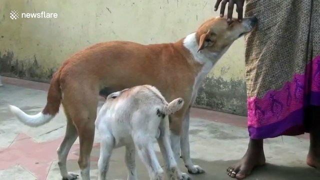 Too cute! Dog adopts orphaned baby goat in India