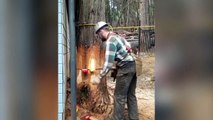 Un bûcheron abat un arbre avec précision !