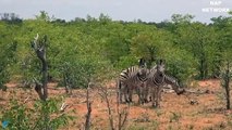 The Lion raided the Baby Buffalo quickly, Elephant help with herd Buffalo chased away the Lion[1]