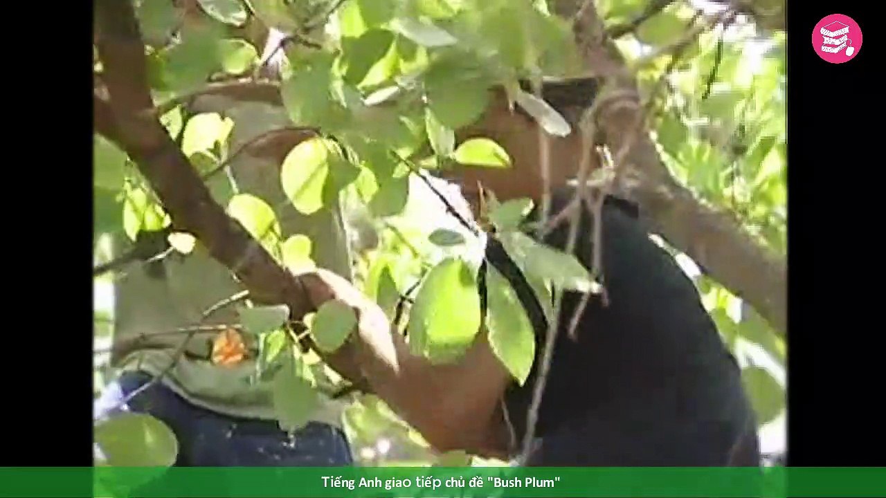 Tiếng Anh giao tiếp thông dụng hàng ngày, chủ đề 'Bush Plum'