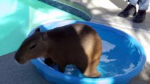 Baby Capybara Falls in the Pool 赤ちゃんカピバラは、プール内の滝