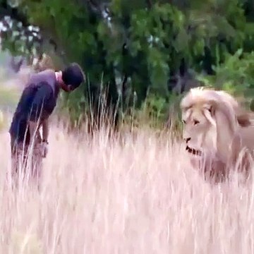 Brave man playing with lions amazing unbelievable video