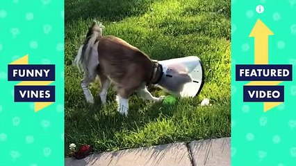 TRY NOT TO LAUGH Funny PETS & Cute ANIMALS! Funny Videos October 2018